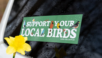 Waterproof Bumper Stickers for Bird Collective