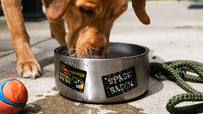 Dog Drinking from Water Bowl with Holographic Rectangle Stickers on the Side